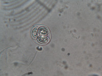 Image of Oocystis elliptica