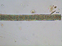 Image of Oscillatoria princeps