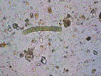 Image of Oscillatoria sancta