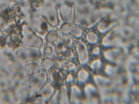 Pediastrum duplex image