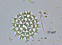 Pediastrum duplex image