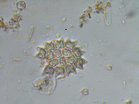 Pediastrum duplex image