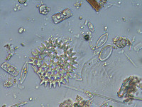 Pediastrum duplex image