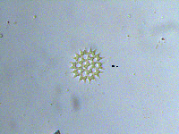 Pediastrum duplex image