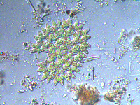 Pediastrum duplex image