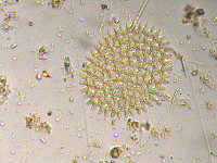 Pediastrum duplex image