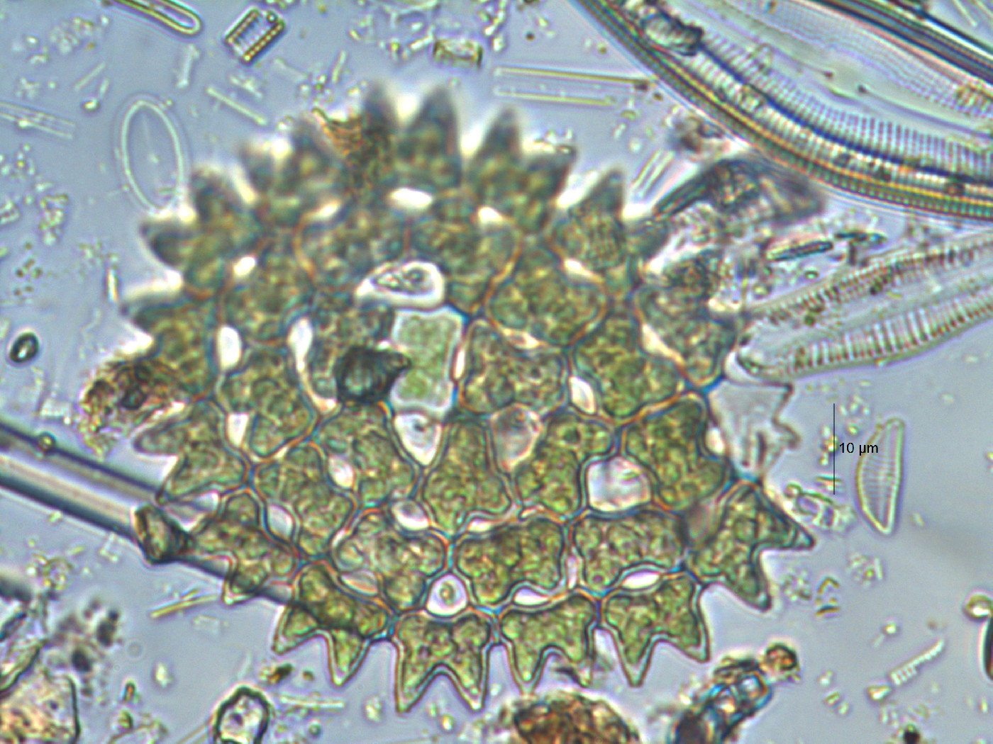 Pediastrum duplex image