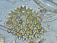 Pediastrum duplex image