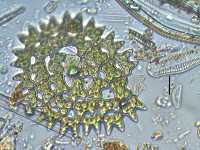 Pediastrum duplex image