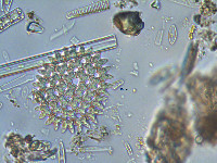 Pediastrum duplex image