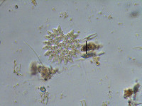 Pediastrum duplex image