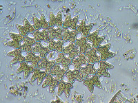 Pediastrum duplex image