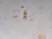 Penium polymorphum image