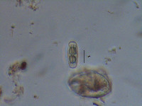 Penium polymorphum image