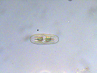 Image of Penium polymorphum