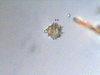 Peridinium aciculiferum image