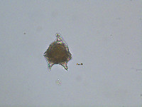 Peridinium limbatum image