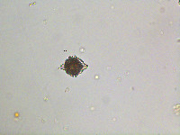 Image of Peridinium wisconsinense