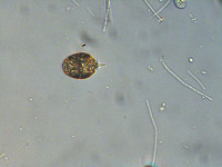 Image of Phacus caudatus