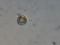 Image of Phacus denisii