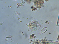 Phacus orbicularis image