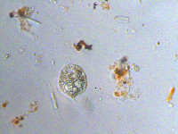 Image of Phacus orbicularis