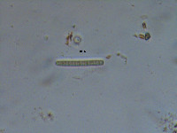 Image of Phormidium granulatum