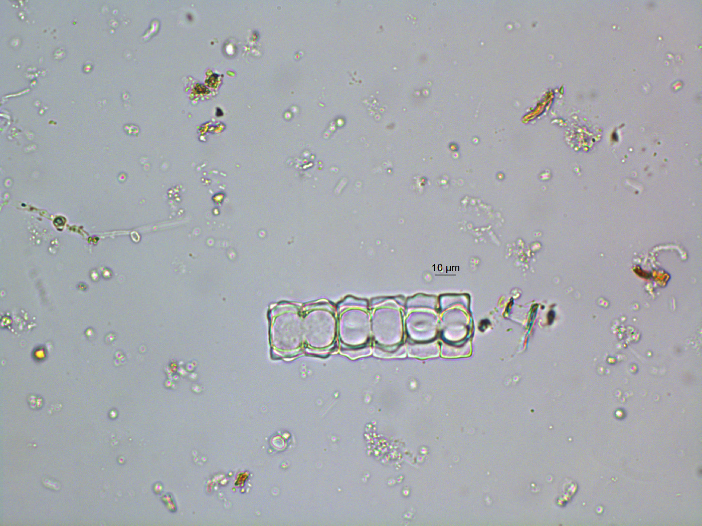 Phymatodocis alternans image