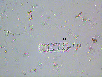 Image of Phymatodocis alternans