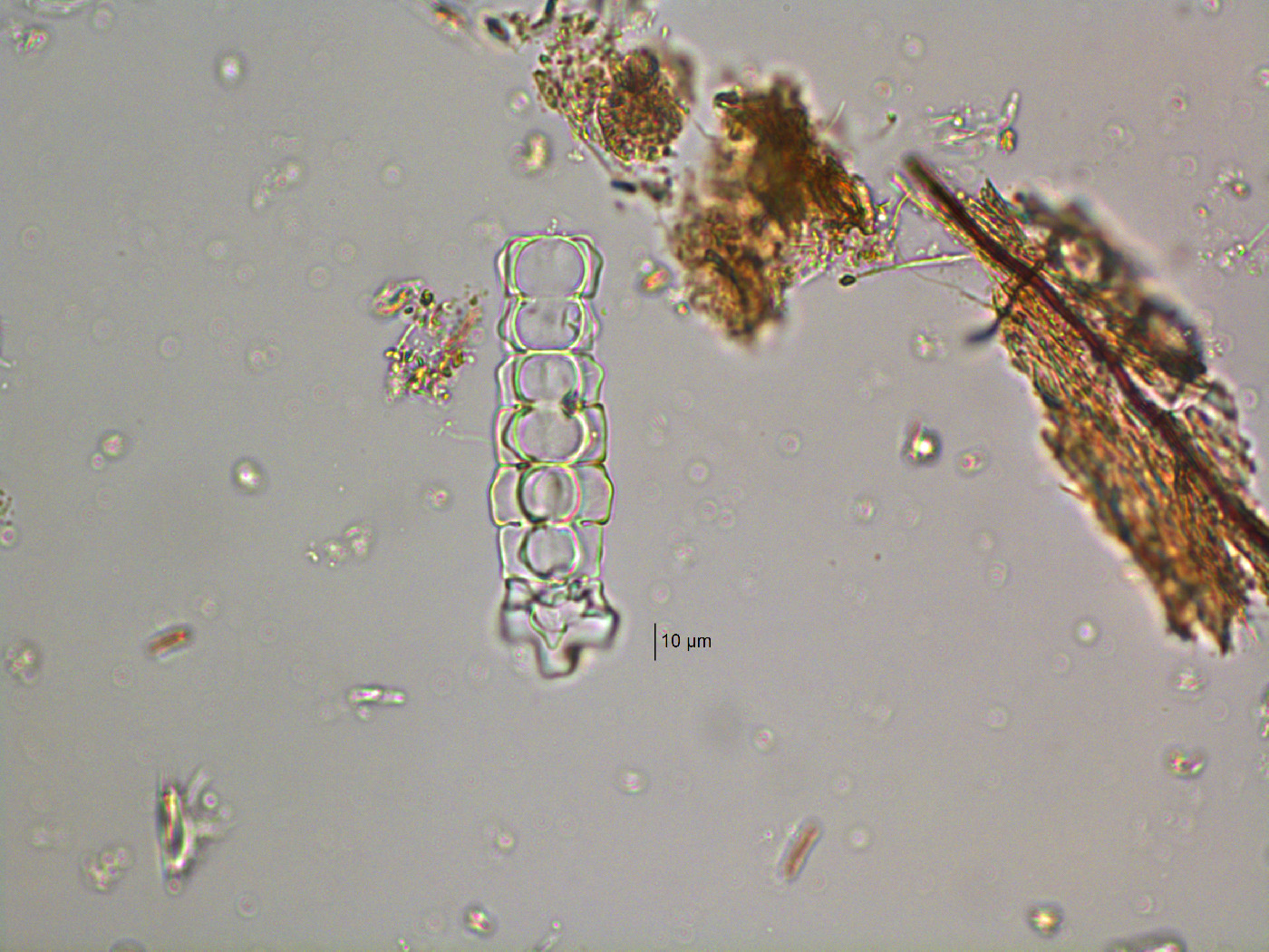 Phymatodocis image