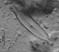 Pinnularia braunii image