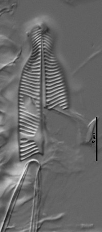 Pinnularia microstauron image