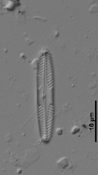 Pinnularia divergentissima image