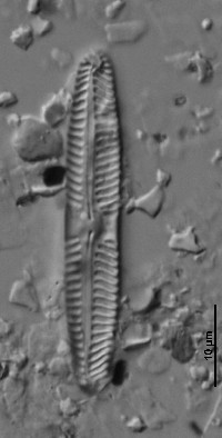 Pinnularia divergentissima image