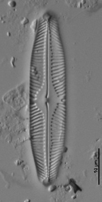 Pinnularia microstauron image