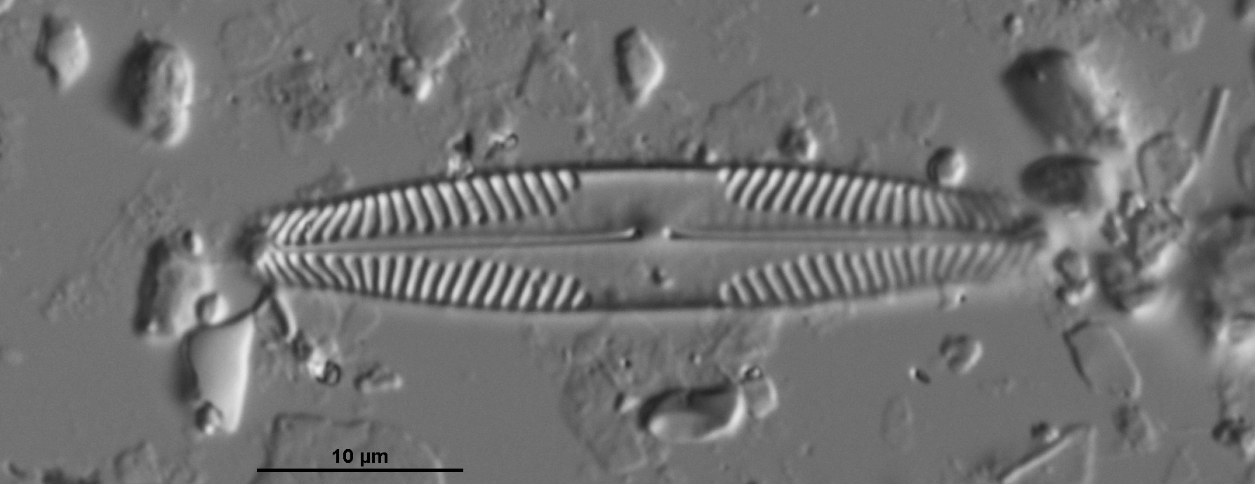 Pinnularia microstauron image