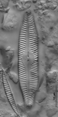 Pinnularia microstauron image