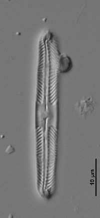 Pinnularia microstauron image