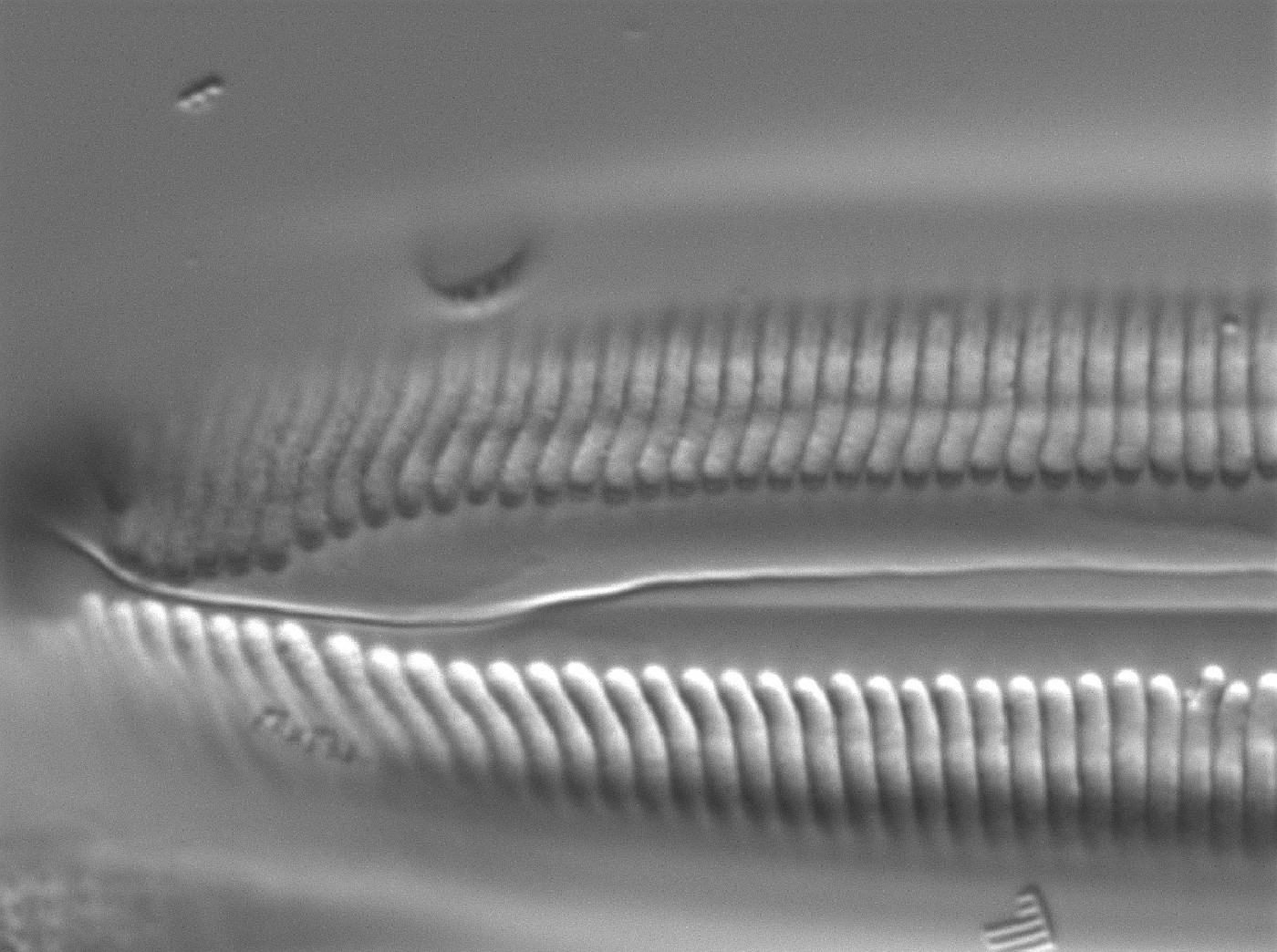 Pinnularia neomajor image