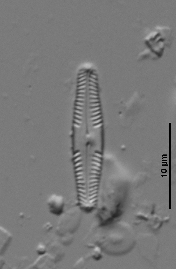 Pinnularia perirrorata image