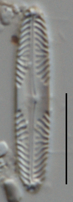 Pinnularia acidophila image