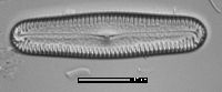 Pinnularia acrosphaeria image
