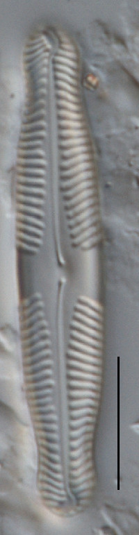 Pinnularia amabilis image