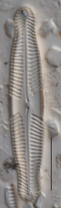Image of Pinnularia amabilis