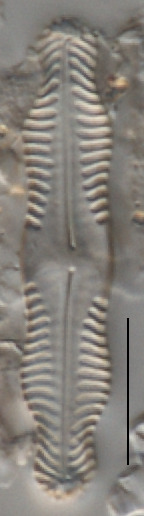 Pinnularia angusta image