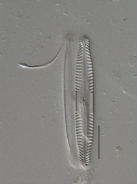 Pinnularia gibba image
