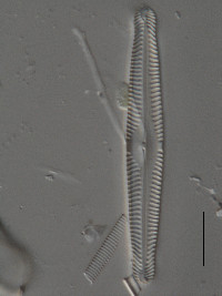 Image of Pinnularia gibba