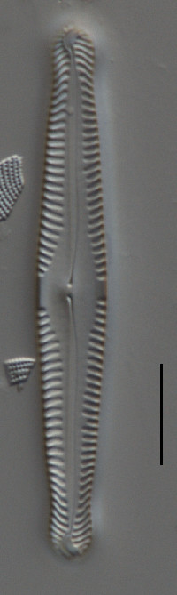 Pinnularia gibba image