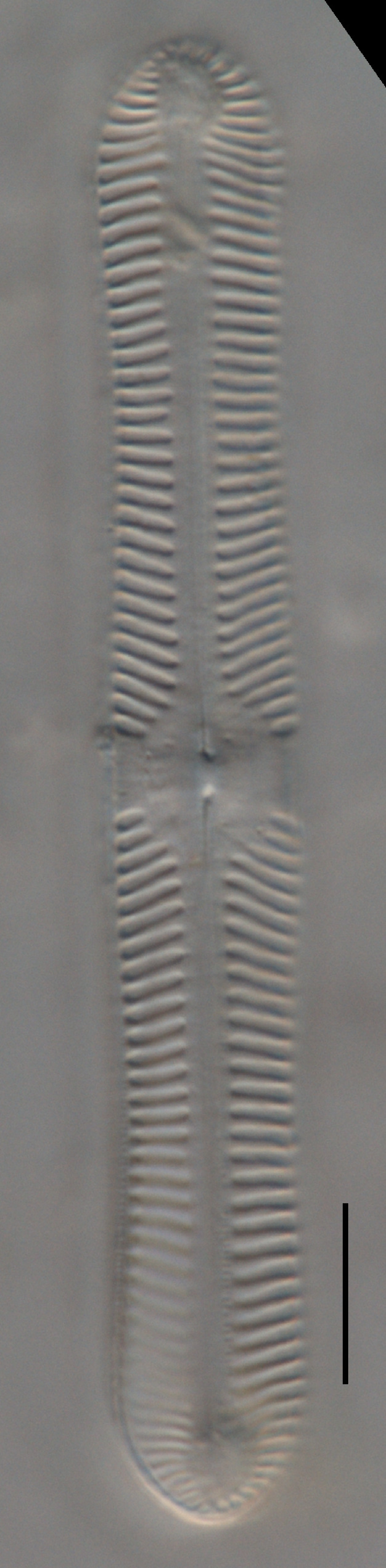 Pinnularia macilenta image