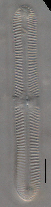 Image of Pinnularia macilenta